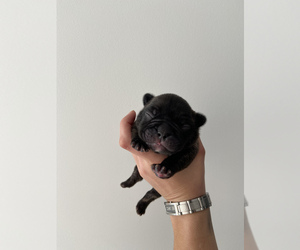 French Bulldog Litter for sale in INDIANTOWN, FL, USA