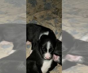 Border Collie Litter for sale in CLINTON, MO, USA