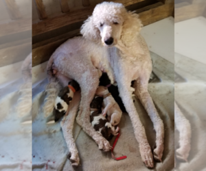Poodle (Standard) Litter for sale in INDEPENDENCE, MO, USA