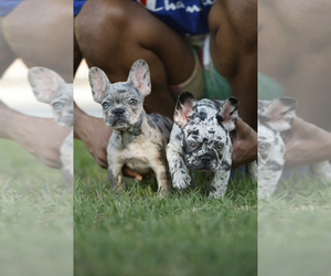 French Bulldog Litter for sale in SAN DIEGO, CA, USA