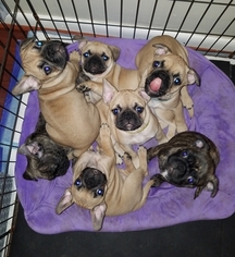 Frenchie Pug Litter for sale in JOHNSTON, RI, USA