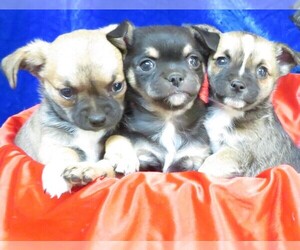 Chihuahua Litter for sale in GROVESPRING, MO, USA