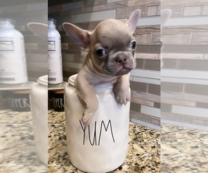 French Bulldog Litter for sale in BAKERSFIELD, CA, USA