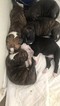 Small Photo #1 Bullboxer Pit Puppy For Sale in COLUMBIA, MO, USA