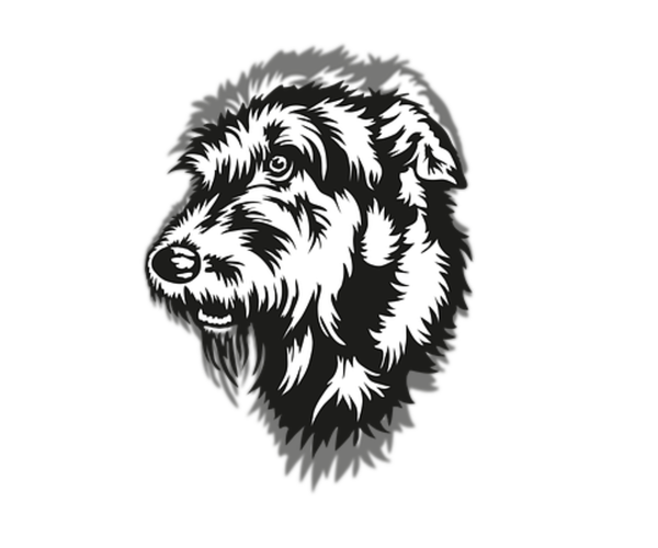 Medium Photo #1 Irish Wolfhound Puppy For Sale in OWOSSO, MI, USA