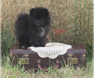 Pomeranian Litter for sale in BLUFORD, IL, USA