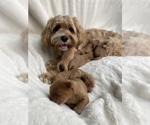 Cavapoo Litter for sale in SANDPOINT, ID, USA