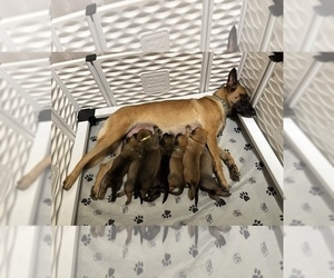 Belgian Malinois Litter for sale in ELLERBE, NC, USA