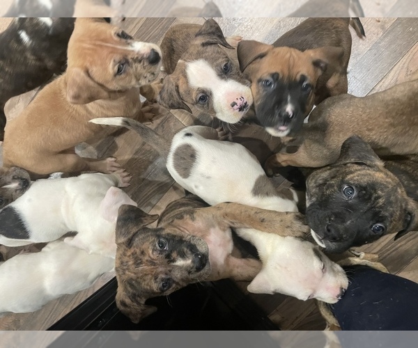 Medium Photo #1 American Bully Puppy For Sale in WEST ALLIS, WI, USA