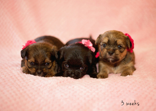 Shorkie Tzu Litter for sale in TENNESSEE COLONY, TX, USA