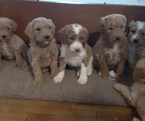 Goldendoodle Litter for sale in OCONTO, WI, USA