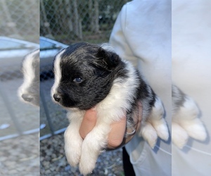 Pomeranian Litter for sale in MIDDLEBORO, MA, USA