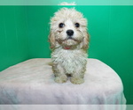 Small Cavalier King Charles Spaniel-Poodle (Standard) Mix