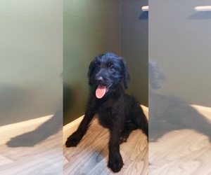Labradoodle Litter for sale in RIPLEY, TN, USA
