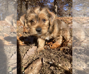 Yorkshire Terrier Litter for sale in MIDTOWN, TN, USA