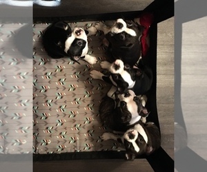 Boston Terrier Litter for sale in FAIRLAWN, VA, USA