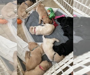 Labradoodle Litter for sale in BRYAN, TX, USA