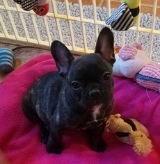 French Bulldog Litter for sale in QUAKERTOWN, PA, USA