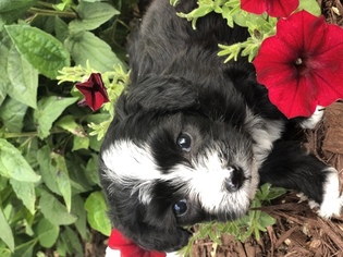 Miniature Bernedoodle Litter for sale in SAINT CHARLES, MI, USA