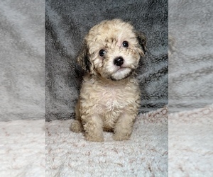 Maltipoo Litter for sale in ELKTON, KY, USA