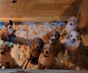 Goldendoodle Litter for sale in COLLINSVILLE, IL, USA