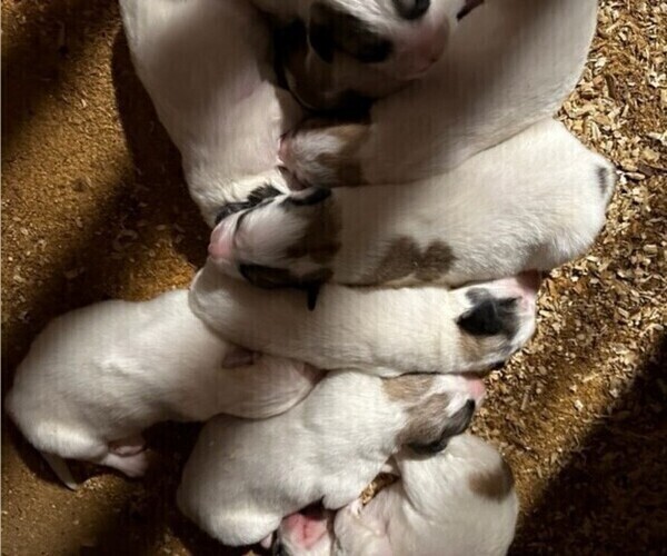 Medium Photo #1 Great Pyrenees Puppy For Sale in HENDERSONVILLE, NC, USA