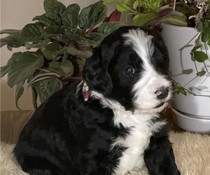Bernedoodle Litter for sale in COLFAX, IA, USA