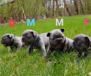 French Bulldog Litter for sale in WHEATFIELD, IN, USA
