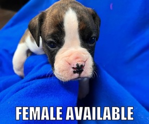 Boxer Litter for sale in DAYTON, TX, USA
