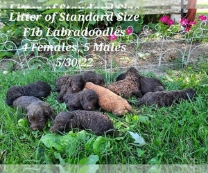 Labradoodle Litter for sale in SHIPSHEWANA, IN, USA