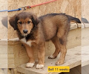 English Shepherd Litter for sale in CAVE IN ROCK, IL, USA