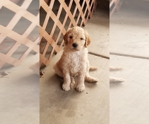 Goldendoodle Litter for sale in LODI, CA, USA