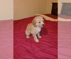 Poodle (Toy) Litter for sale in NEW PRAGUE, MN, USA