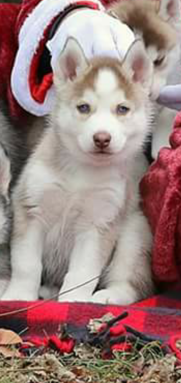 Medium Photo #1 Siberian Husky Puppy For Sale in MORRISTOWN, TN, USA