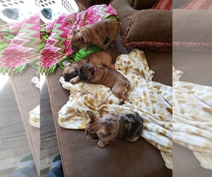 French Bulldog Litter for sale in SHELDON, WI, USA