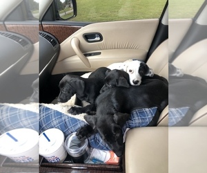 German Shorthaired Lab Litter for sale in IVA, SC, USA