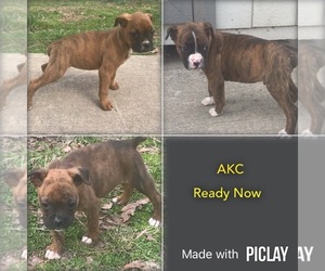 Boxer Litter for sale in SHELL KNOB, MO, USA