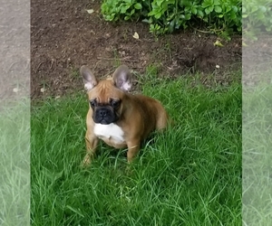 French Bulldog Litter for sale in ROCKVILLE, MD, USA