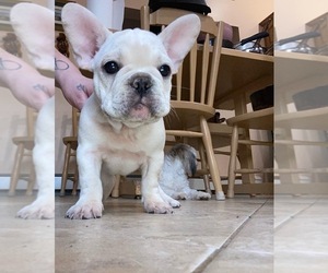 French Bulldog Litter for sale in MASTIC, NY, USA