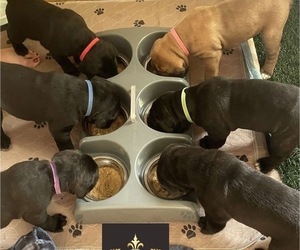Cane Corso Litter for sale in LEES SUMMIT, MO, USA