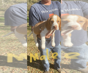 Beagle Litter for sale in CHUNCHULA, AL, USA