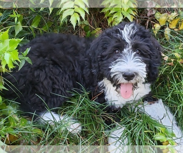 Medium Photo #1 Bernedoodle Puppy For Sale in CAMDEN, SC, USA