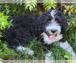Small Photo #1 Bernedoodle Puppy For Sale in CAMDEN, SC, USA