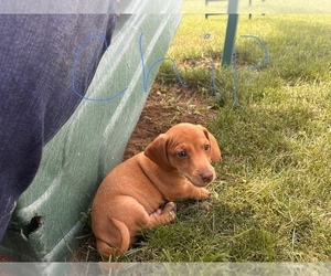 Dachshund-Jack Russell Terrier Mix Litter for sale in IONIA, MI, USA
