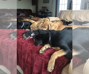 Great Dane-Redbone Coonhound Mix Litter for sale in BERNARDSTON, MA, USA