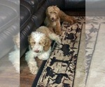 Small Photo #1 Goldendoodle Puppy For Sale in LYNCHBURG, OH, USA