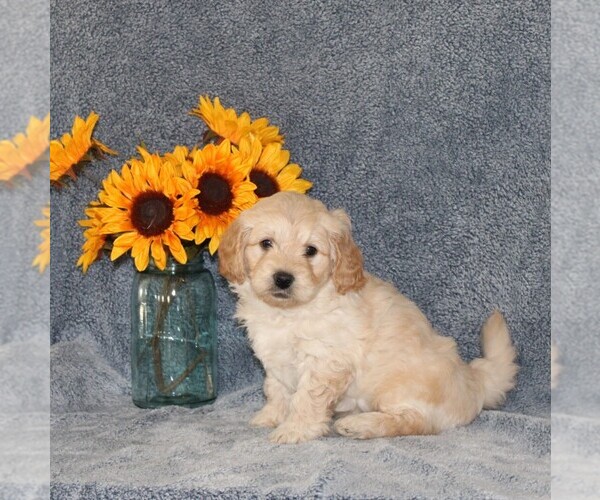 Medium Photo #1 Goldendoodle (Miniature) Puppy For Sale in NAPPANEE, IN, USA