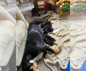 Greater Swiss Mountain Dog Litter for sale in IRONDALE, MO, USA