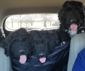 Bernedoodle Litter for sale in JUSTIN, TX, USA