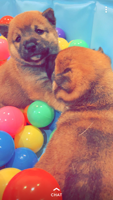 Medium Photo #1 Shiba Inu Puppy For Sale in GLENARDEN, MD, USA